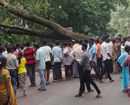 Sullia: Huge tree falls on road at Subrahmanya, miraculous escape for car driver